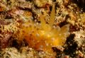 Janolus&nbsp;cristatus